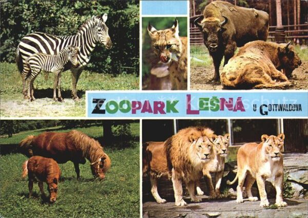 Zoo Lesna Gottwaldova Löwe Zebra Pony