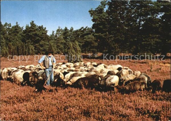 Schafe Hirte Lüneburger Heide