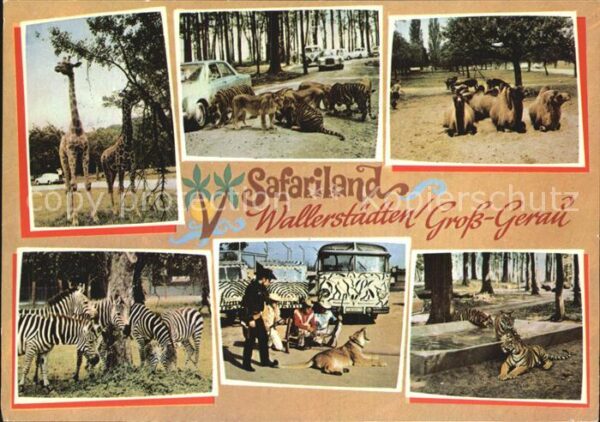 Tiere Safari Wallerstädten Gross-Gerau Zebra