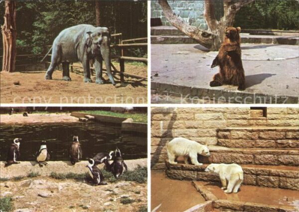 Tiere Zoo Rostock Elefant Braunbär Pinguine E