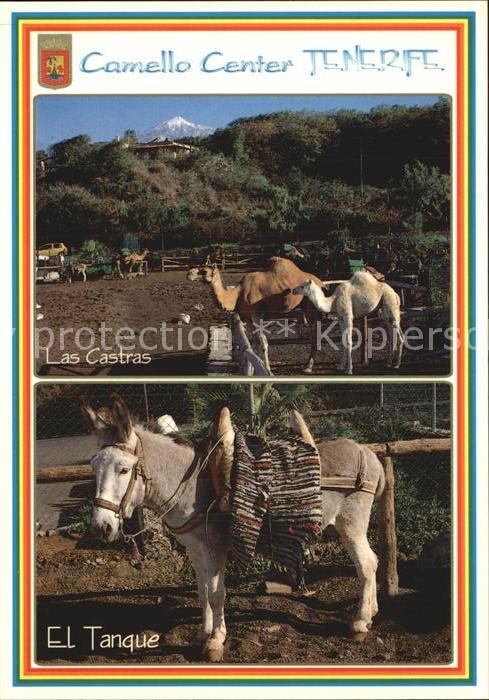 Esel Tiere Kamele Camello Center El Tanque Las Cas