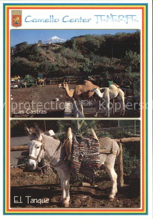 Esel Tiere Kamele Camello Center El Tanque Las Cas