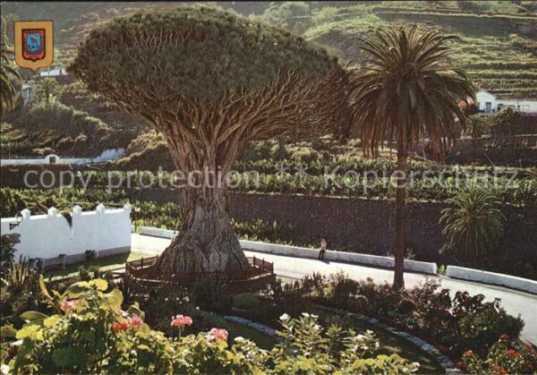 Baeume Trees Drago Milenario Icod de los Vinos