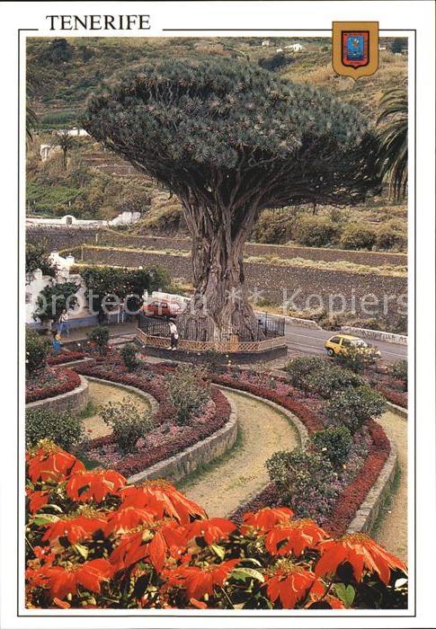 Baeume Trees Drago Milenario Icod de los Vinos