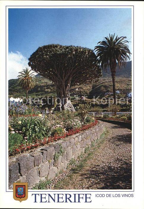Baeume Trees Drago Milenario Icod de los Vinos