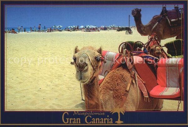 Kamel  Camel Chameau Maspalomas Gran Canaria