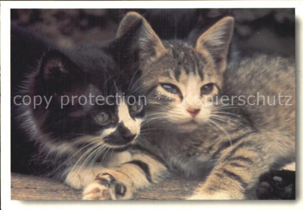 Katzen