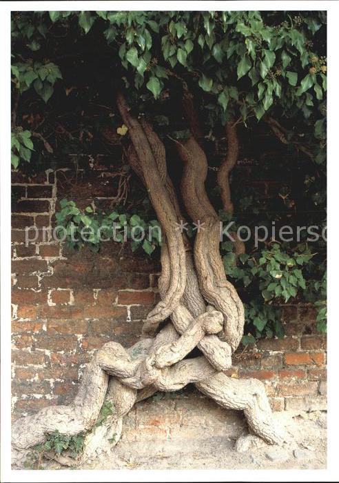 Baeume Trees Johanniskloster Innenhof