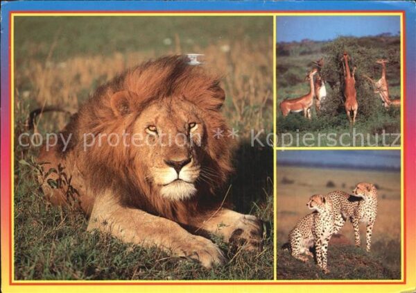Loewe Giraffengazellen Gepark African Wildlif