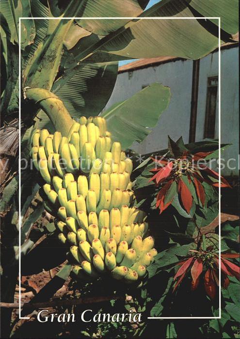 Bananen Gran Canaria