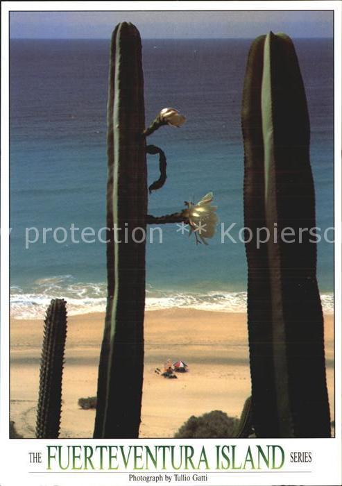 Kakteen Fuerteventura