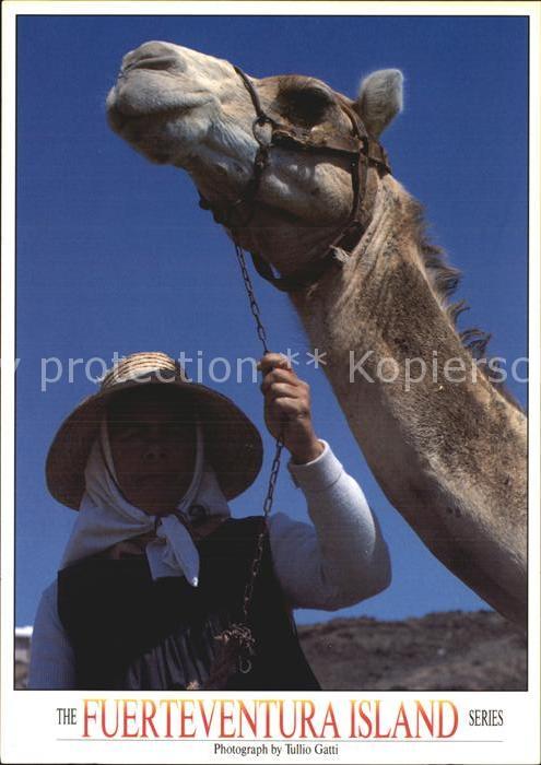 Kamel  Camel Chameau Fuerteventura Campesina