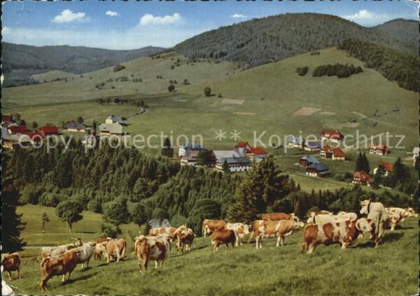 Bernau Schwarzwald Gasthaus Pension Rössle Kühe
