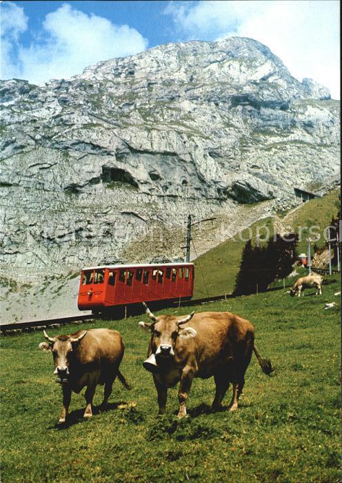 Zahnradbahn Pilatus Kühe