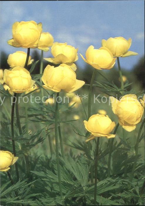 Blumen Trollblume