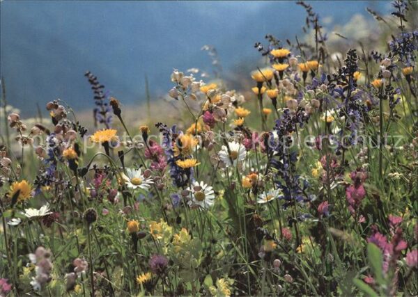 Blumen Wiesenblumen