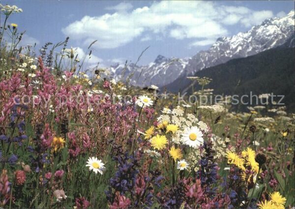 Blumen Wiesenblumen