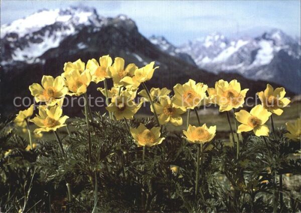 Blumen Schwefelgelbe Anemone