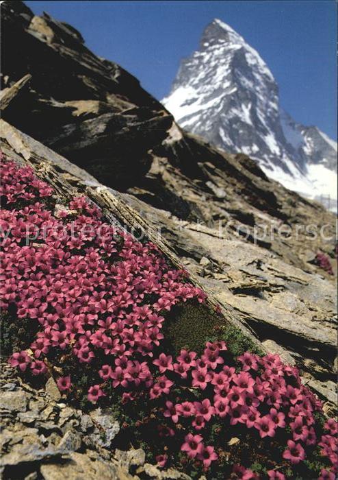 Blumen Gegenblättriger Steinbrech
