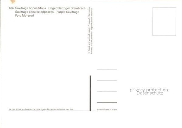 Blumen Gegenblättriger Steinbrech – Bild 2