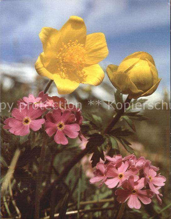 Blumen Alpenblumen