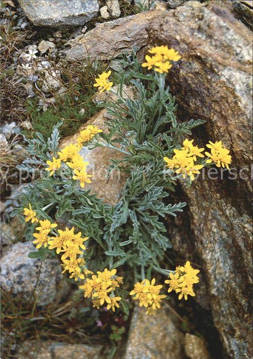 Blumen Weissgraues Greiskraut Senecio incanus
