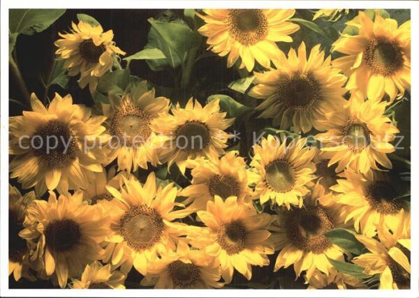 Blumen Sonnenblumen