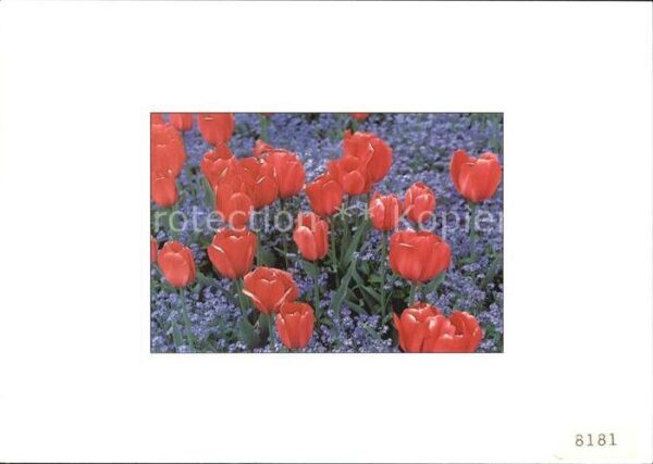 Blumen Tulpen Tulipes Tulips