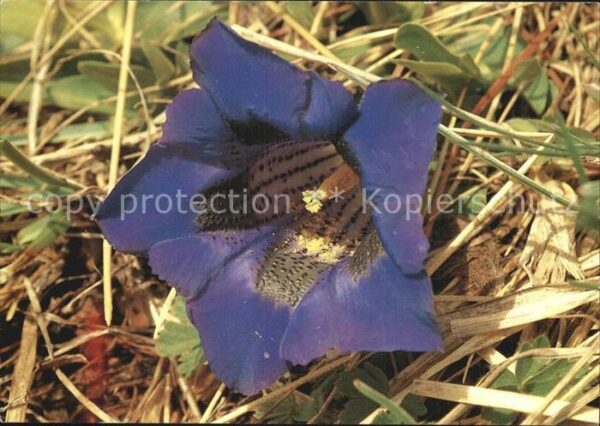 Blumen Kochs Enzian Gentiana acaulis