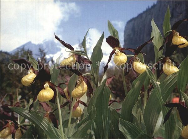 Blumen Frauenschuh Cypripedium calceolus