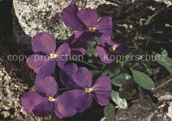 Blumen Langsporniges Veilchen Viola calcarata