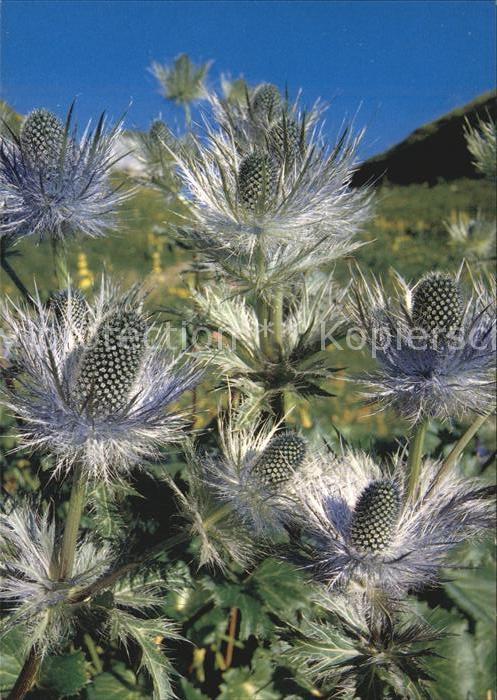 Blumen Alpen-Mannstreu Eryngium alpinum