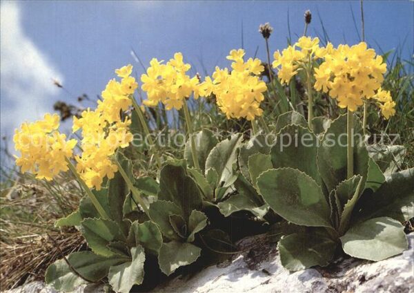 Blumen Aurikel Primula auricula