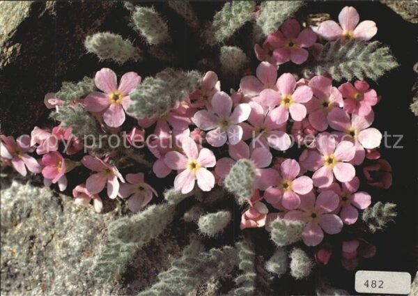 Blumen Alpenmannsschild Androsace Alpina