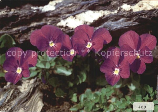 Blumen Mont-Cenis-Veilchen Viola cenisia