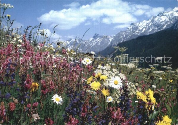 Blumen Wiesenblumen