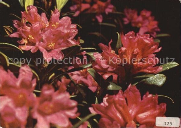 Blumen Rostrote Alpenrosen Rhododendron ferrug