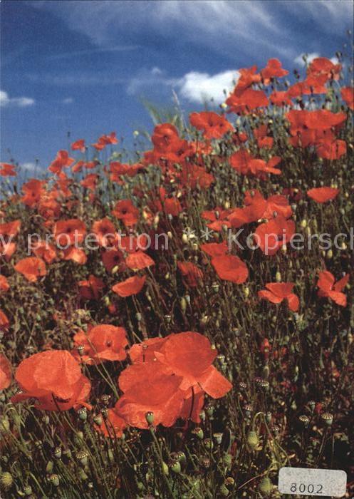 Blumen Roter Mohn Papaver Pavot Poppy