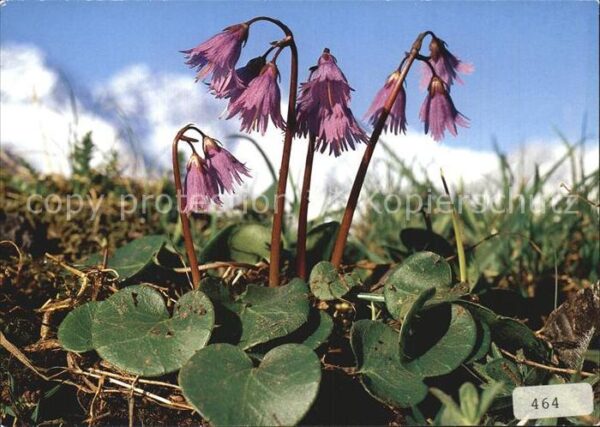 Blumen Soldanelle