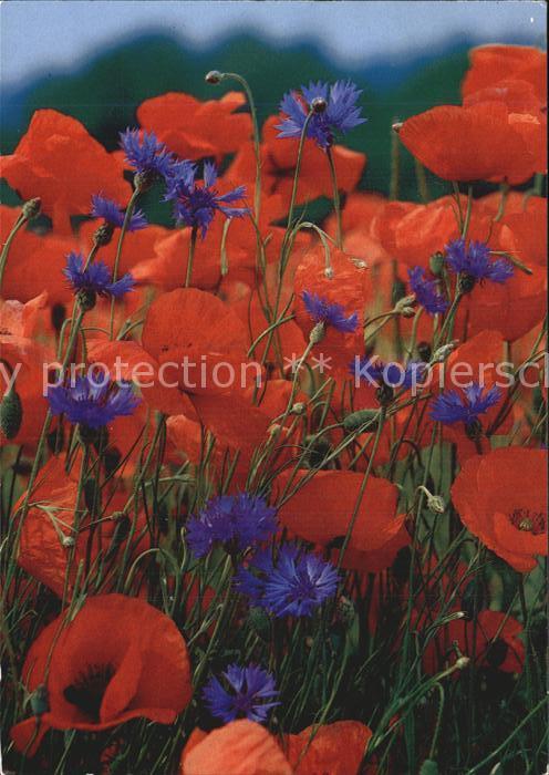 Blumen Roter Mohn Papaver Pavot Poppy