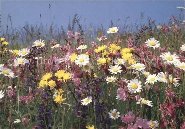 Blumen Wiesenblumen