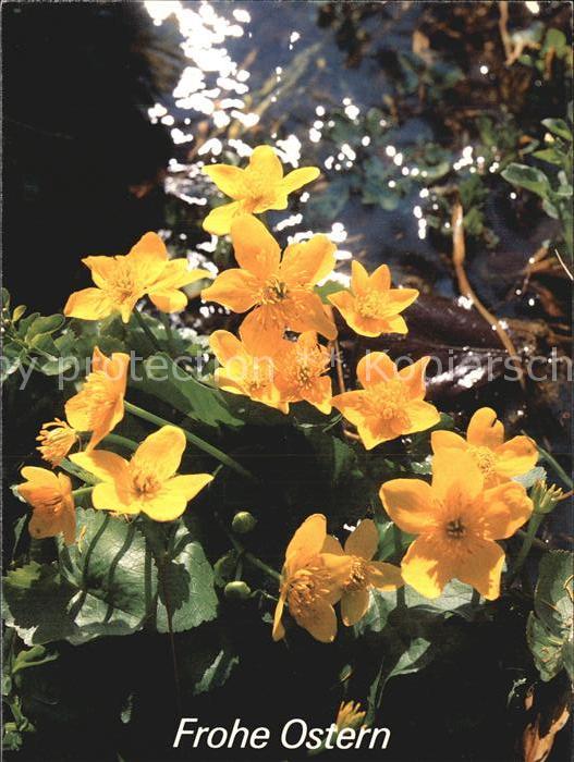 Blumen Ostern