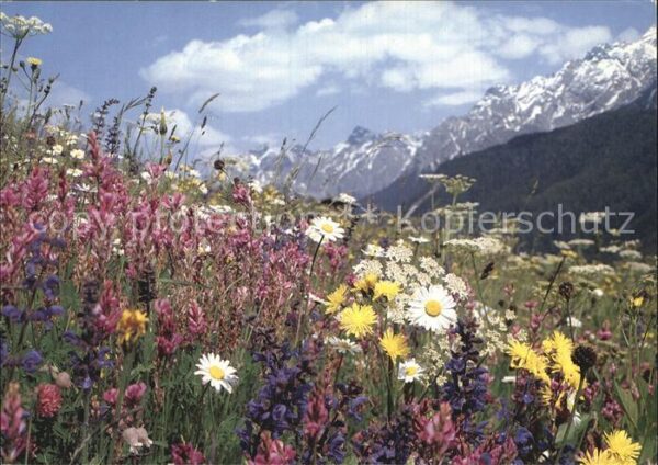 Blumen Wiesenblumen