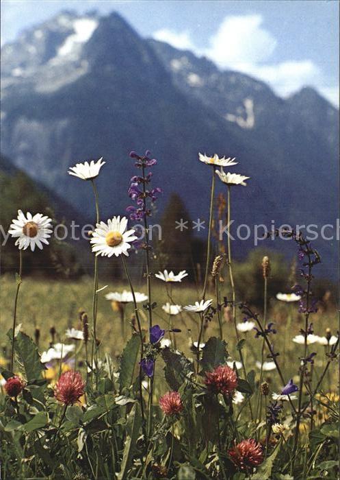 Blumen Feldblumen