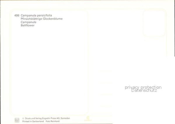 Blumen Pfirsichblättrige Glockenblume Camapnul – Bild 2