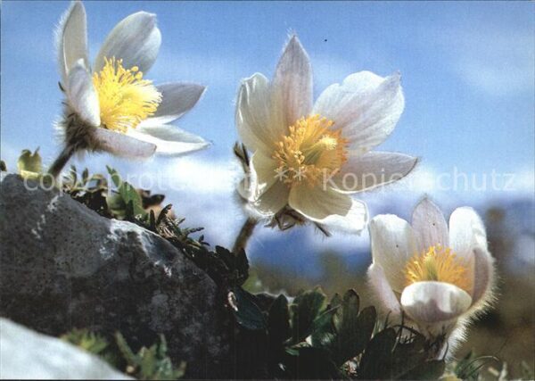Blumen Pelzanemone Anemone vernalis