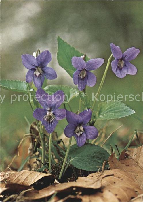 Blumen Hundsveilchen Viola canina