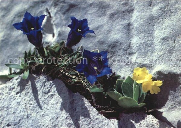 Blumen Enzian Aurikel