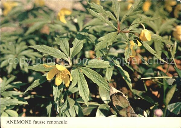 Blumen Anemone Fausse Renoncule