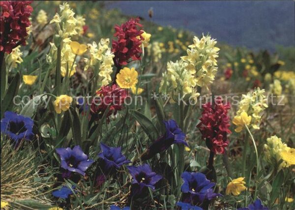 Blumen Alpenblumen